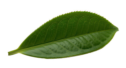 Obraz premium Vibrant Green Leaf Showcasing Detailed Veins on a Solid Black Backdrop