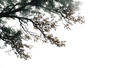 Branching tree canopy, muted tones