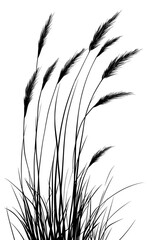 Silhouette of grass and plants isolated on transparent or white background, ideal for nature, botanical, landscape, eco, garden, and design illustration projects.