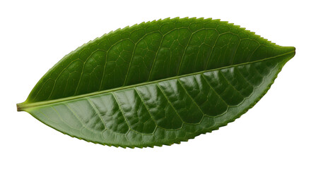 Fototapeta premium Vibrant Green Leaf Displaying Intricate Vein Patterns Against Black