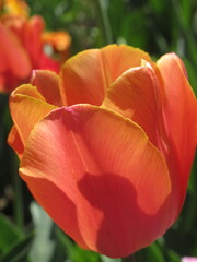 Zbliżenie na kwiaty pomarańczowego tulipana © Kumulugma