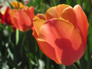 Zbliżenie na kwiaty pomarańczowego tulipana © Kumulugma