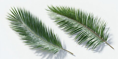 Two palm fronds, light green, on white background