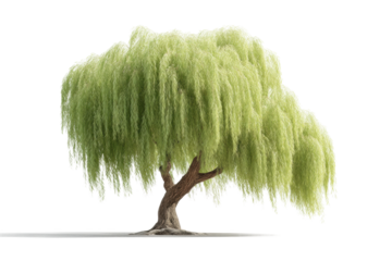 Lush green willow tree with graceful hanging branches, cut out