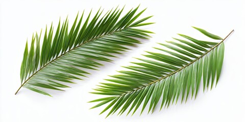Obraz premium Two palm fronds, vibrant green, against a pure white background