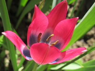 Zbliżenie na różowe tulipany botaniczne © Kumulugma