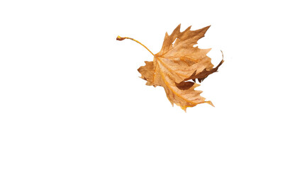 dry maple leaf