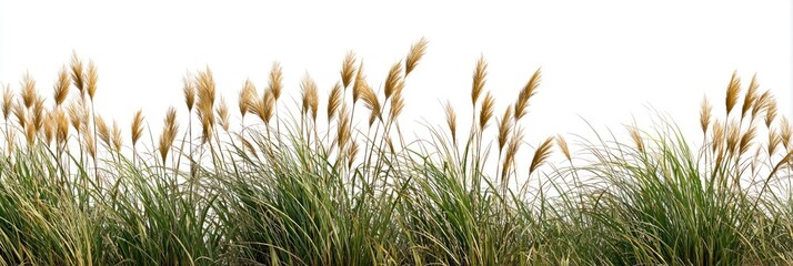 Dense cluster of tall grasses, light tan seed heads