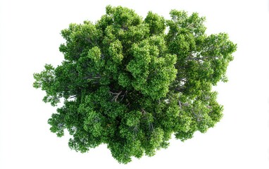 Obraz premium Overhead view of a lush green tree canopy (5)