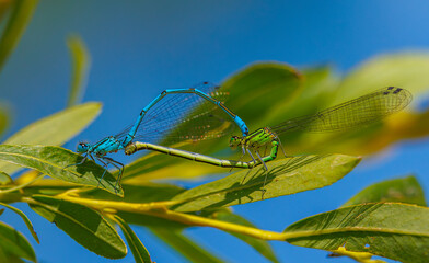 The azure damselfly - Coenagrion puella mating