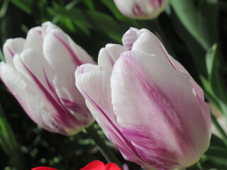 Zbliżenie na różowe tulipany © Kumulugma