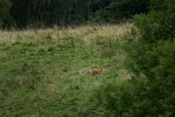 A red fox is hunting in the meadow. A fox in its natural habitat.