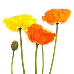 Vibrant poppies against white