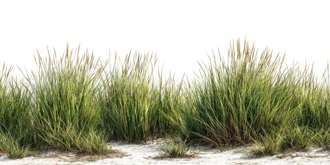 Fototapeta premium Lush green grass tufts against a white background (3)