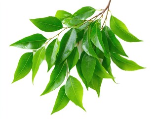 Close-up of a branch with vibrant green leaves