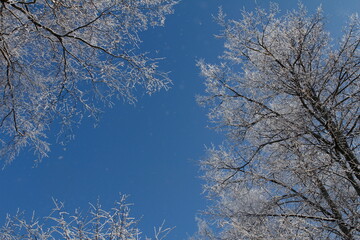 Frost-covered tree branches glisten against a clear deep blue winter sky, delicate ice crystals clinging to every twig in a serene, upward-looking forest canopy scene &mdash; perfect for seasonal design