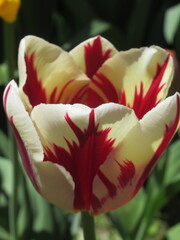 Zbliżenie na biało-czerwone kwiaty tulipana © Kumulugma