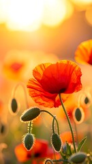 Vibrant poppy field at sunset