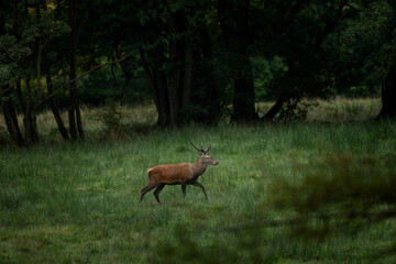 A red deer in the mating season. A deer during rutting season. A cervus elaphus in its natural habitat. 