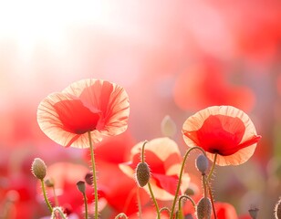 Vibrant poppy field in sunlight