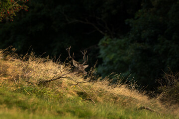 A red deer in the mating season. A deer during rutting season. A cervus elaphus in its natural habitat. 