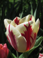 Zbliżenie na biało-czerwone kwiaty tulipana © Kumulugma