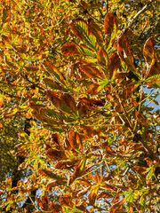A close up of a tree with leaves on it