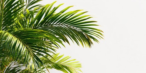 Close-up of vibrant green palm fronds against a white background