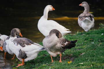 Obraz premium Domestic geese on green grass near water