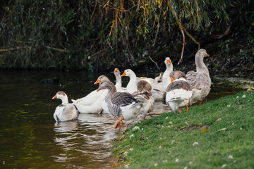 Geese resting near water on green grass