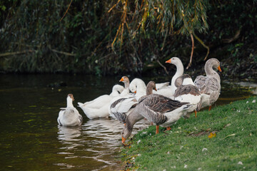 Geese drinking water and standing on grassy bank