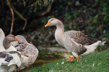 Domestic geese standing on grass near a lake