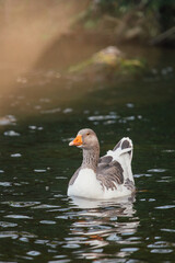 Domestic goose swimming peacefully in water in natural environment