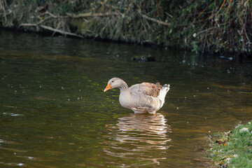 Domestic goose standing in a calm flowing river