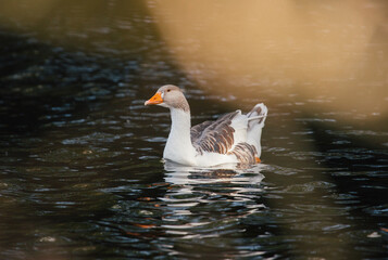 Domestic goose swimming peacefully in dark water