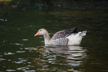 Goose gracefully swimming on tranquil green water surface