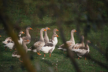 Geese grazing on green field behind branches
