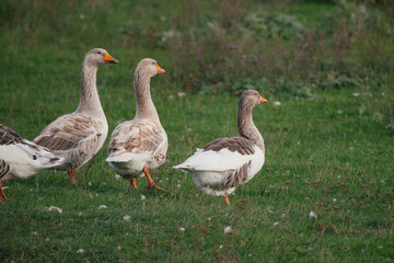 Domestic geese walking on green grass field