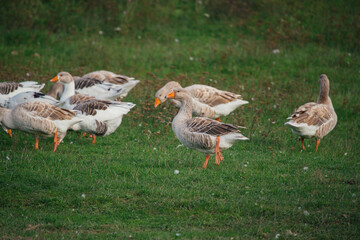 Geese grazing on green grass pasture in nature