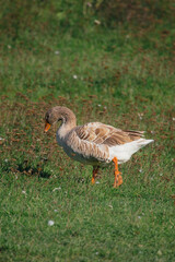Domestic goose walking on green grass field on sunny day