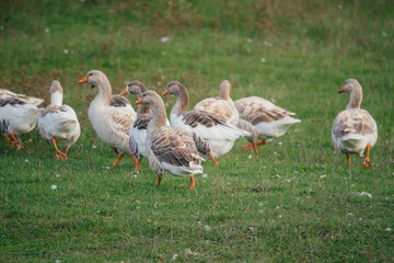 Group of geese walking on green grass