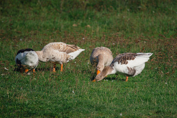 Geese grazing green grass on a sunny day