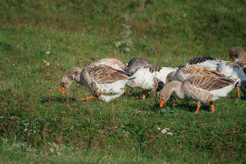 Domestic geese grazing on green grass outdoors