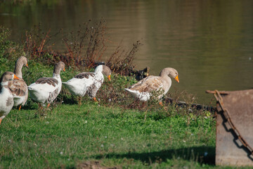 Domestic geese standing by the river on green grass