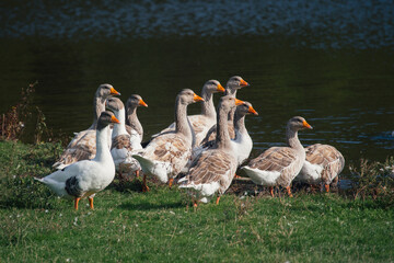 Obraz premium Farm geese standing together on green grass by lake