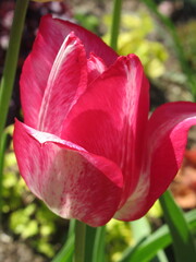 Zbliżenie na biało-czerwone kwiaty tulipana © Kumulugma