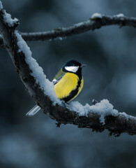Naklejka premium Great Tit on Snowy Branch in Winter Forest