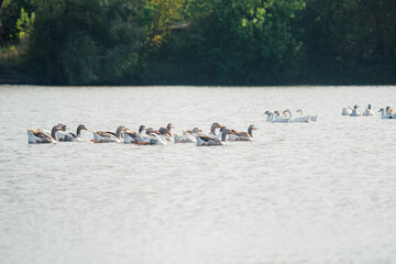 Geese swimming in water in a large group