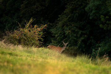 A red deer in the mating season. A deer during rutting season. A cervus elaphus in its natural habitat. 