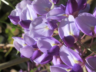 Zbliżenie na kwiaty rośliny z gatunku Wisteria © Kumulugma